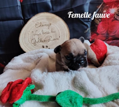 Les chiots de Bouledogue français