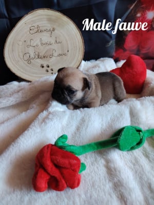 Les chiots de Bouledogue français