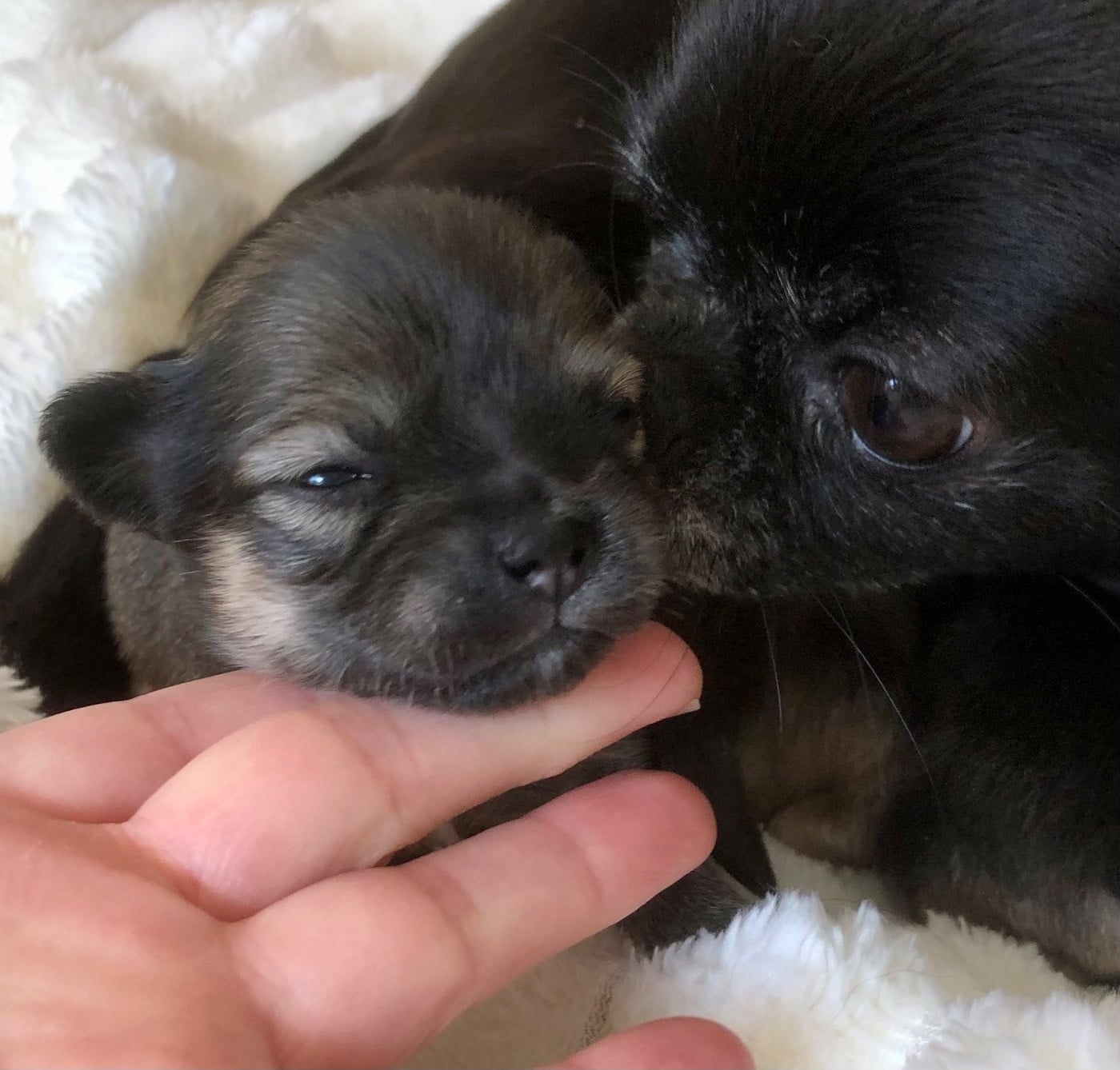 Benedict Plum Pudding