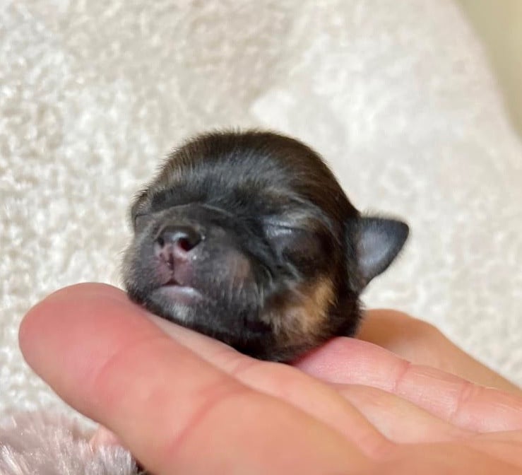 Benedict Plum Pudding