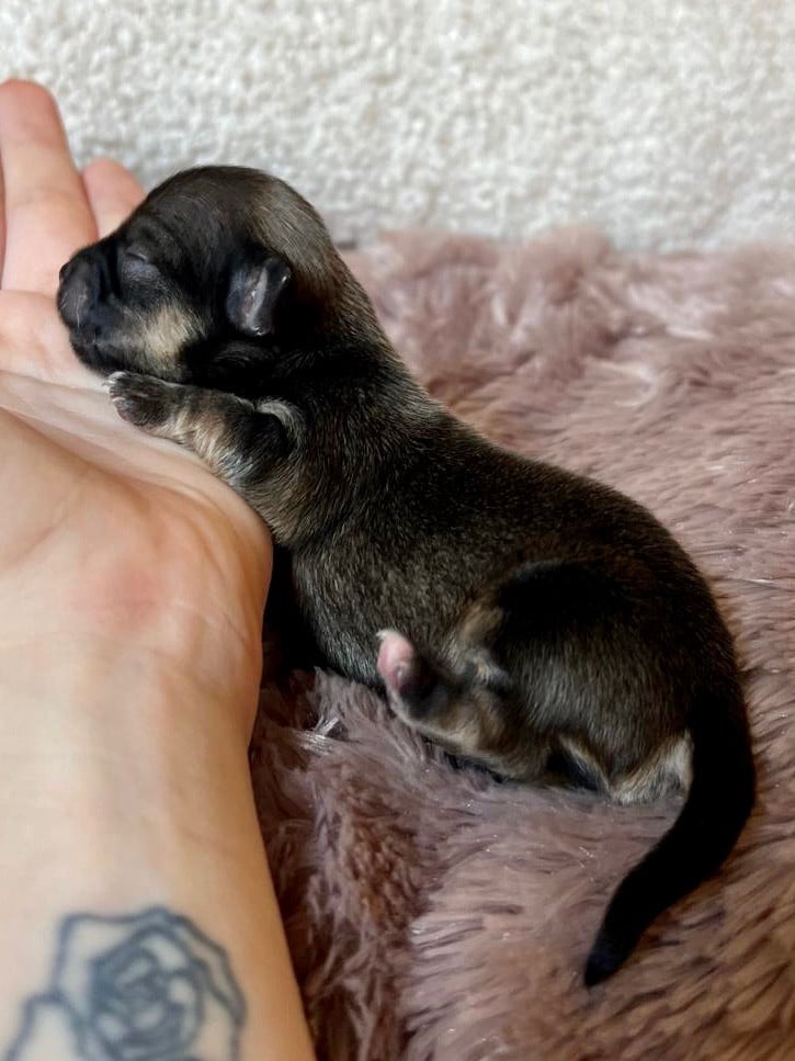 Benedict Plum Pudding