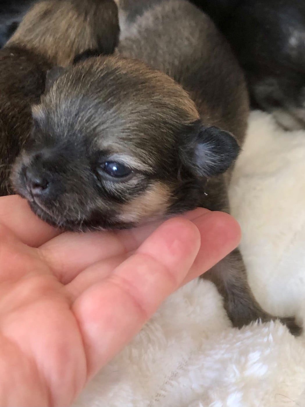 Beatrix Miss Pickles