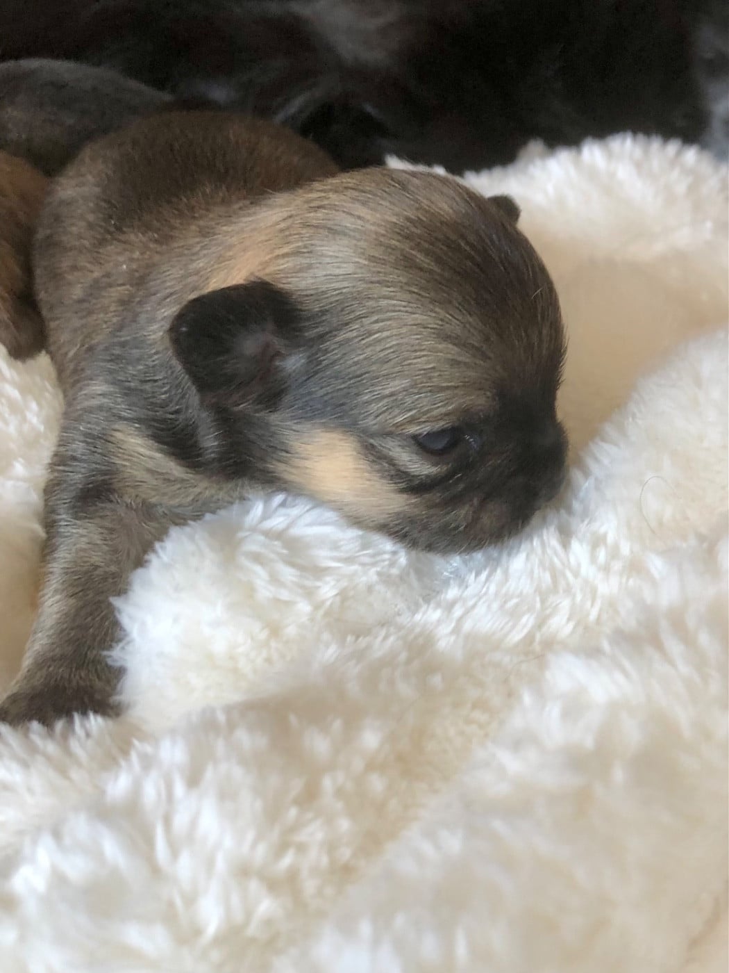 Beatrix Miss Pickles