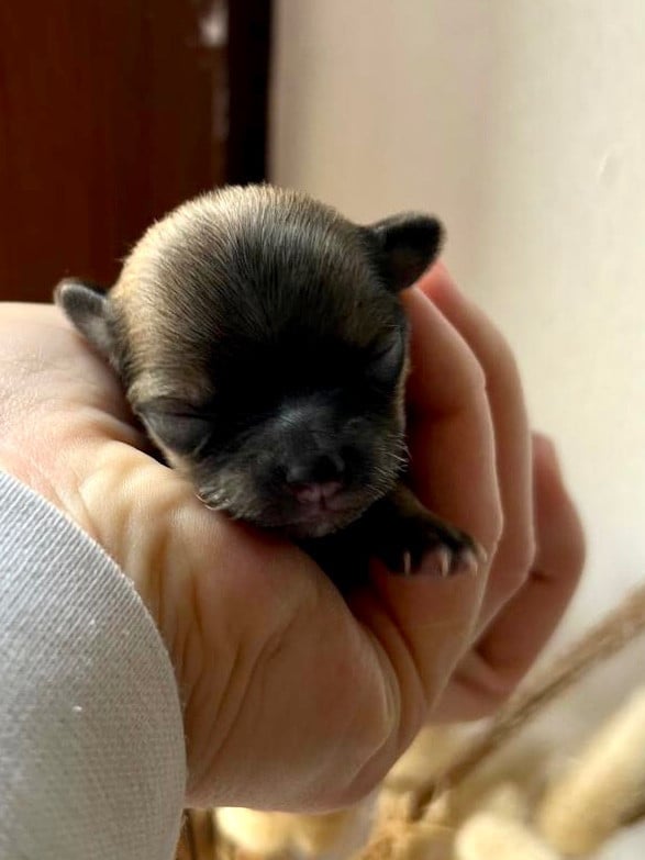 Beatrix Miss Pickles