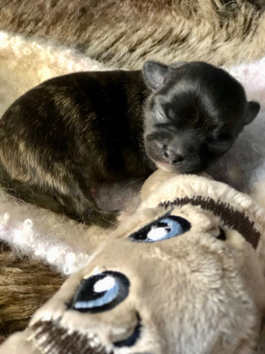 Les chiots de Chihuahua