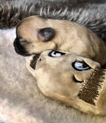 Les chiots de Chihuahua