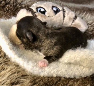 Les chiots de Chihuahua