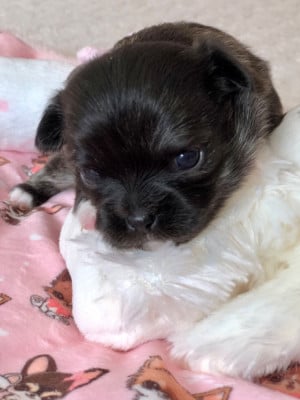 Les chiots de Chihuahua