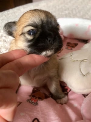 Les chiots de Chihuahua