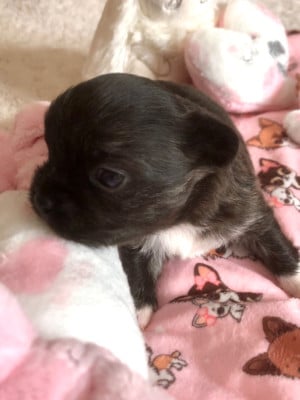 Les chiots de Chihuahua