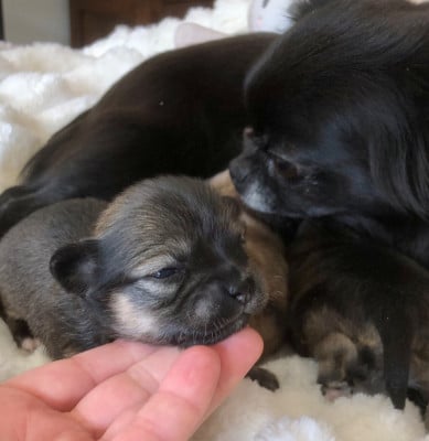 Les chiots de Chihuahua