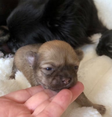 Les chiots de Chihuahua