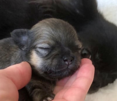 Les chiots de Chihuahua