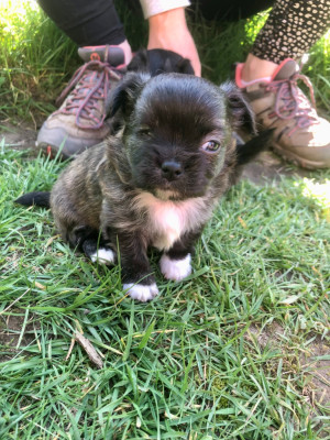 Les chiots de Chihuahua