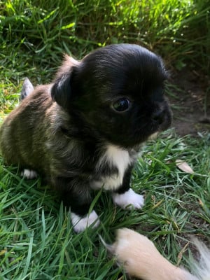 Les chiots de Chihuahua