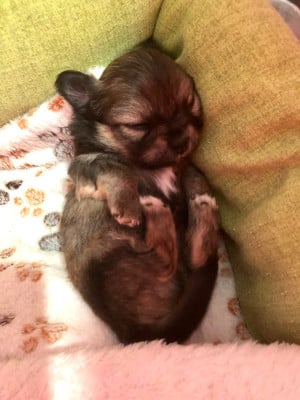Les chiots de Chihuahua
