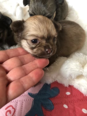 Les chiots de Chihuahua