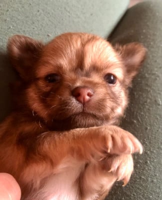 Les chiots de Chihuahua