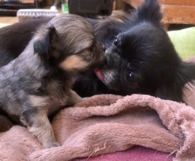 Les chiots de Chihuahua