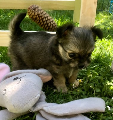 Les chiots de Chihuahua