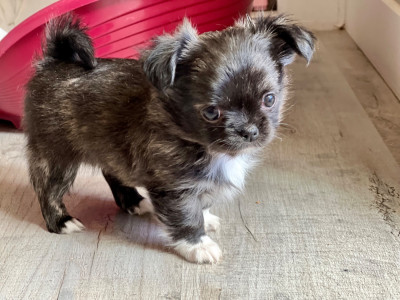 Les chiots de Chihuahua