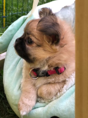 Les chiots de Chihuahua