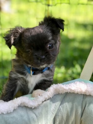 Les chiots de Chihuahua