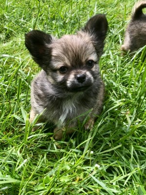 Les chiots de Chihuahua