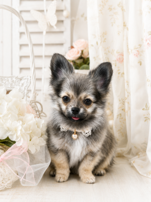 Les chiots de Chihuahua
