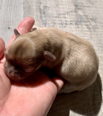 Chihuahua