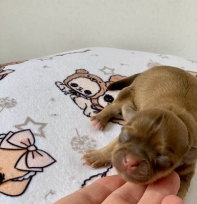 Bergamote Tea Jelly - Chihuahua