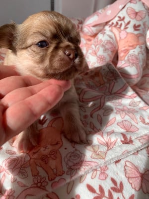 Les chiots de Chihuahua