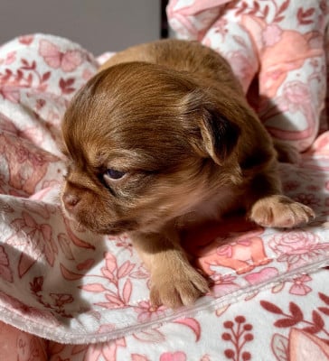 Les chiots de Chihuahua