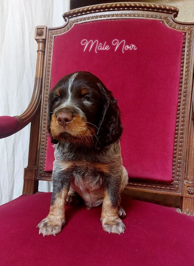 Chiot Epagneul Picard A Vendre