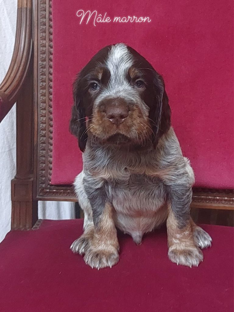 Chiot Epagneul Picard A Vendre