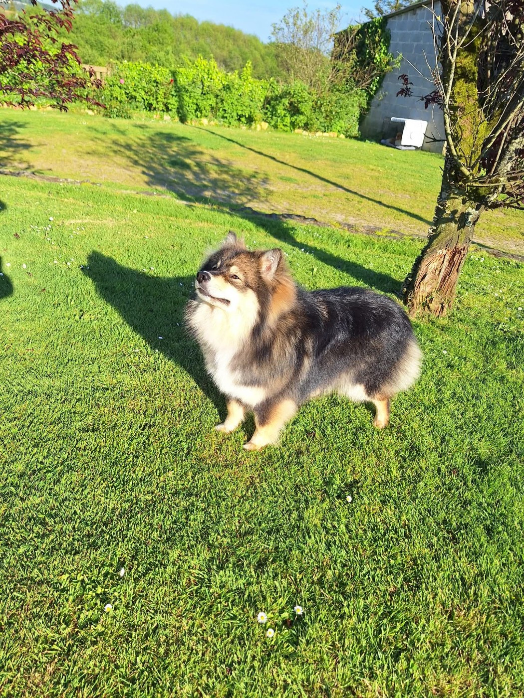 Urka du Mont de Saana