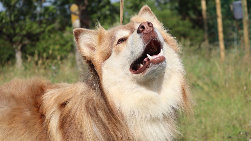 Publication : des jardins de verone