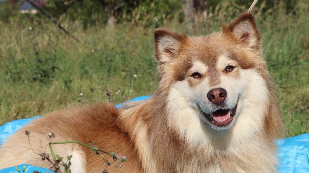 Publication : des jardins de verone