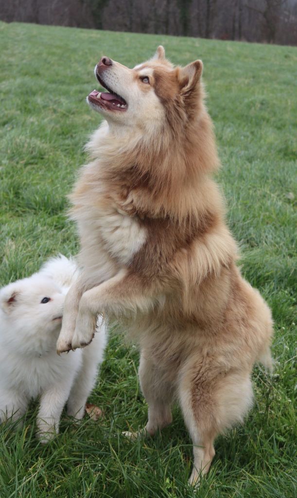 Publication : des jardins de verone