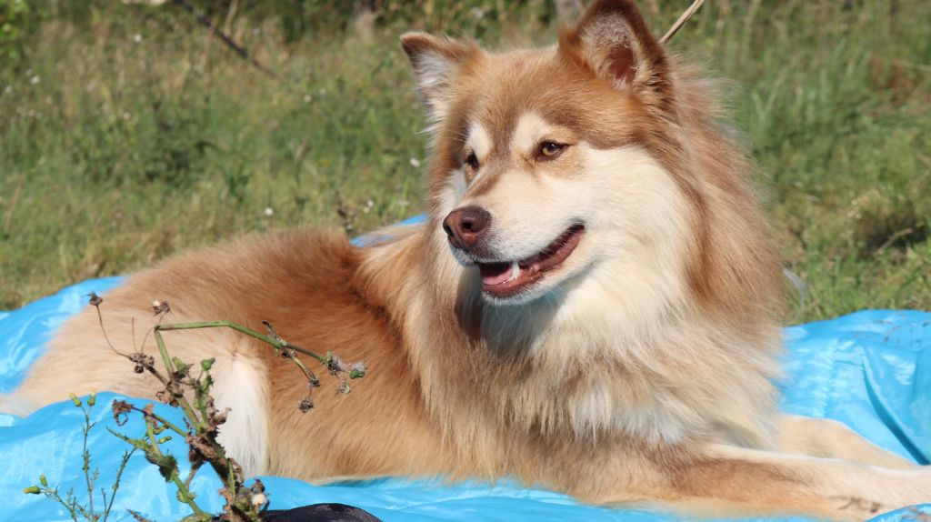 Publication : des jardins de verone