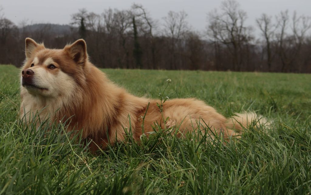 Publication : des jardins de verone