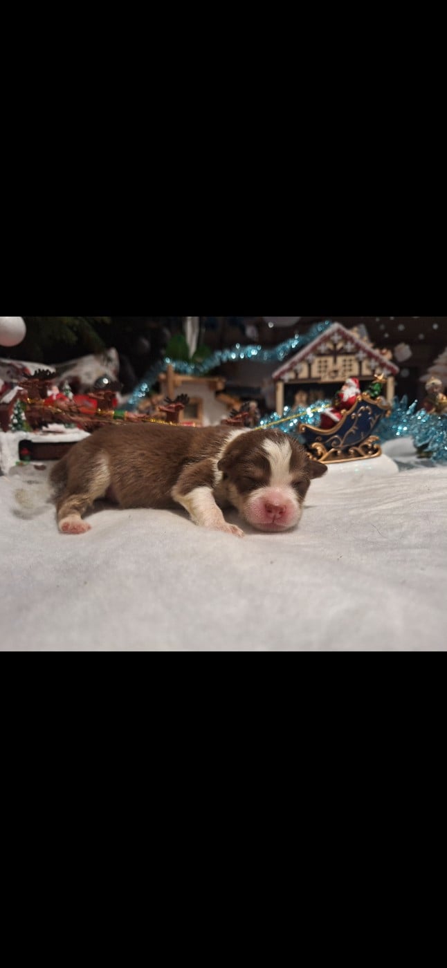 CHIOT 5 - Chien finnois de Laponie