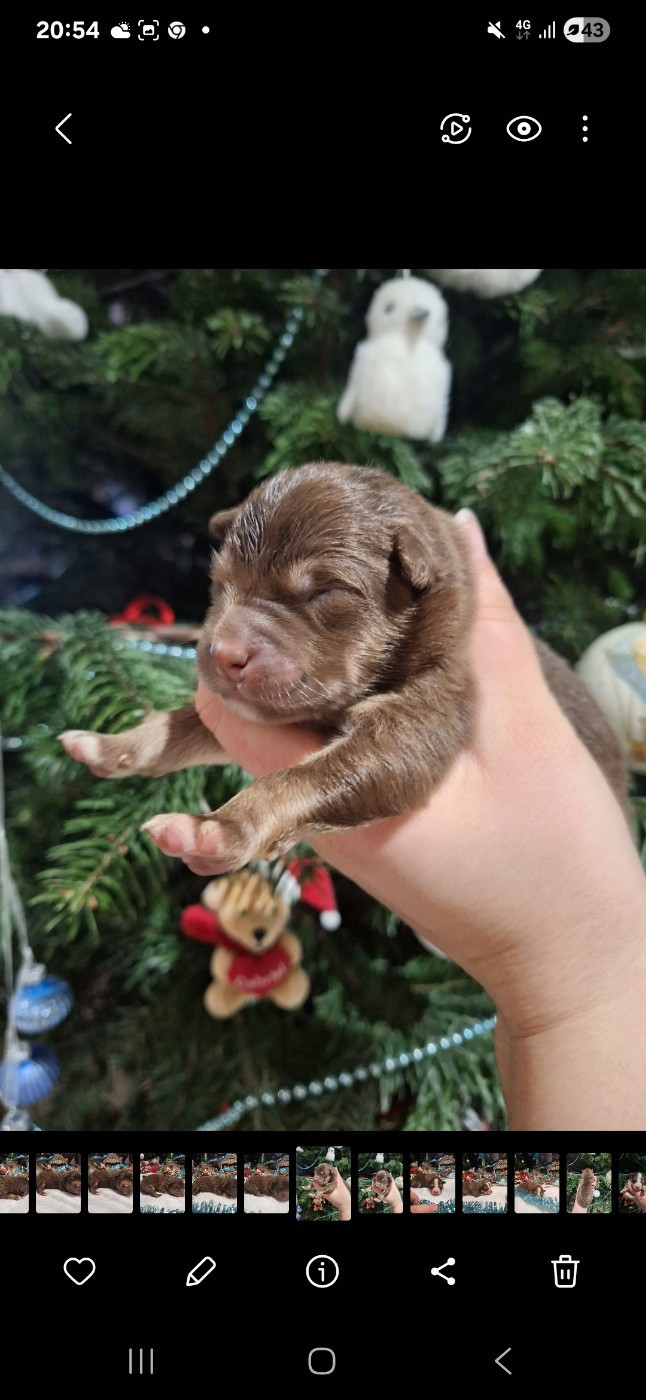 CHIOT 7 - Chien finnois de Laponie