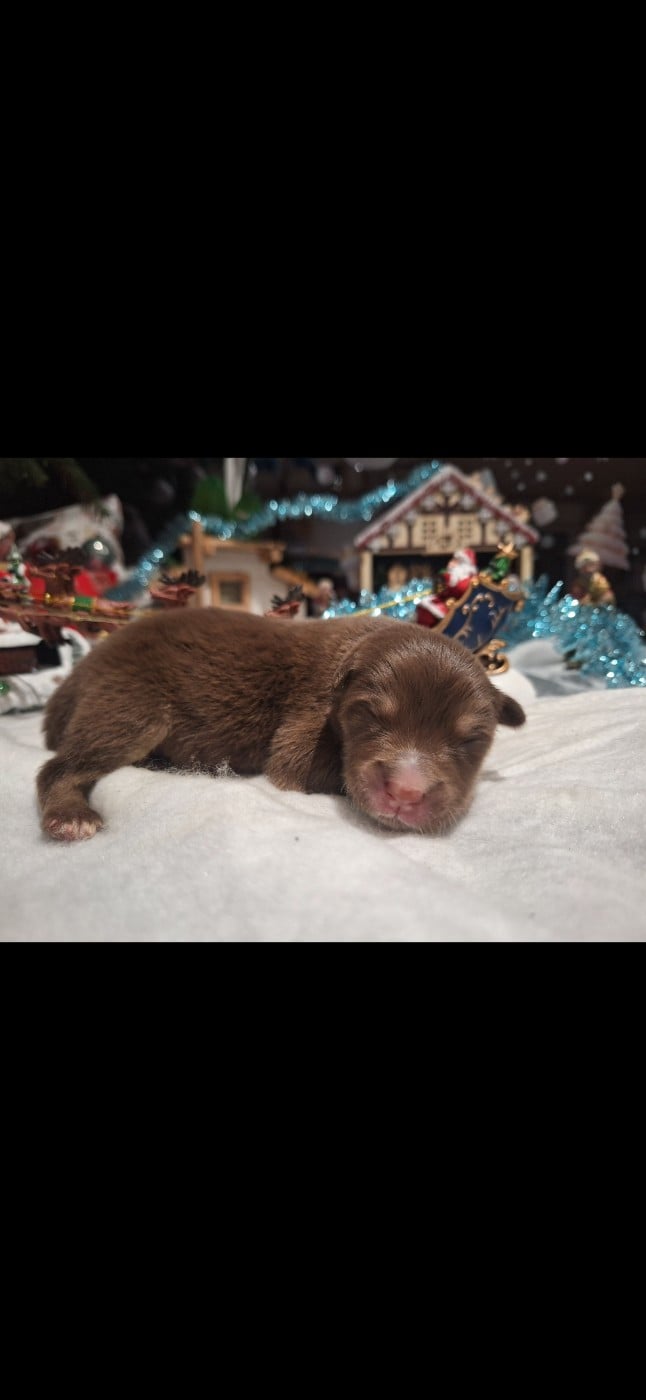 CHIOT 8 - Chien finnois de Laponie