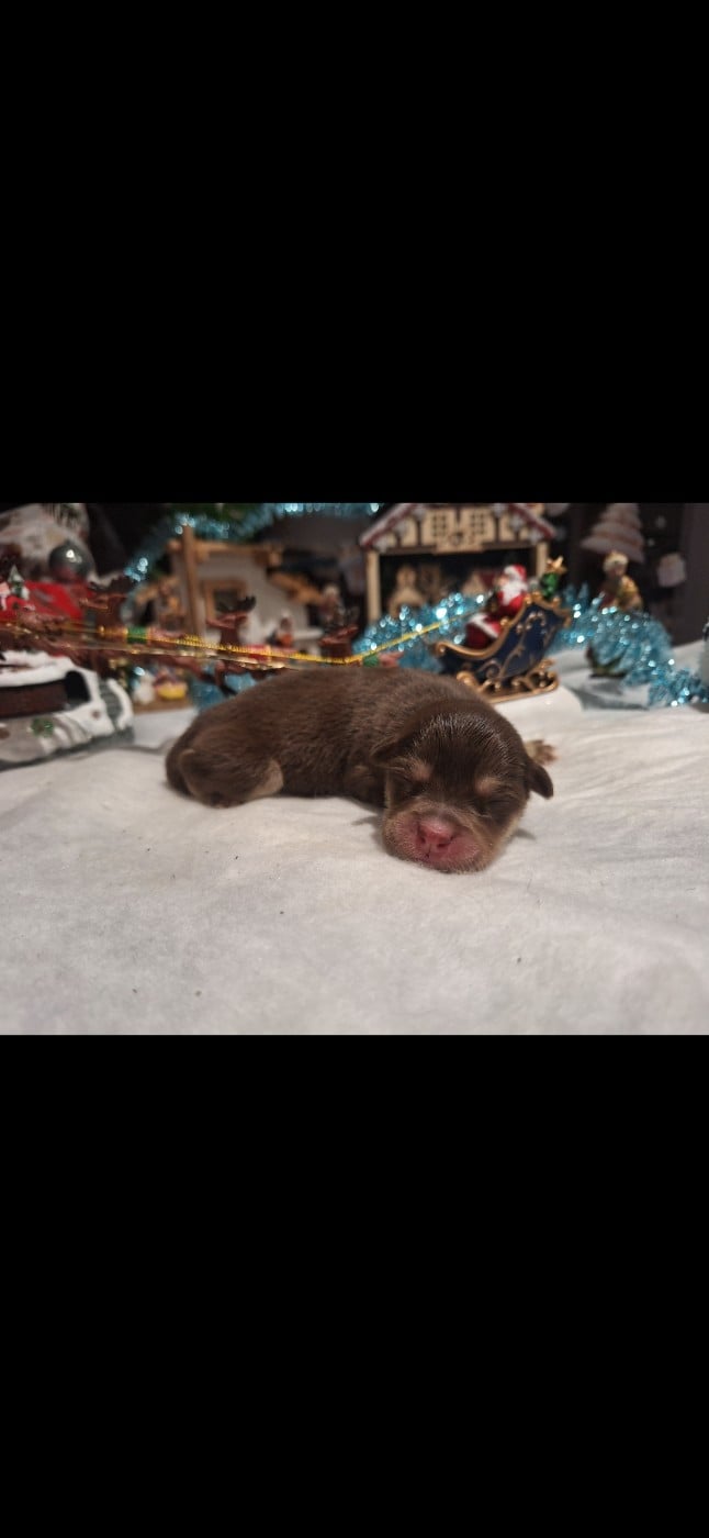 CHIOT 1 - Chien finnois de Laponie