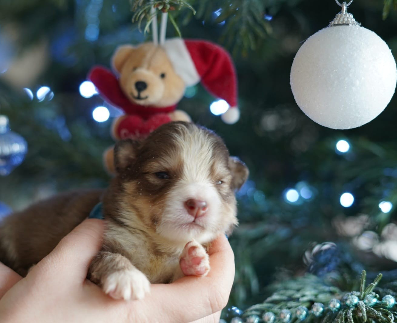 CHIOT 2 - Chien finnois de Laponie