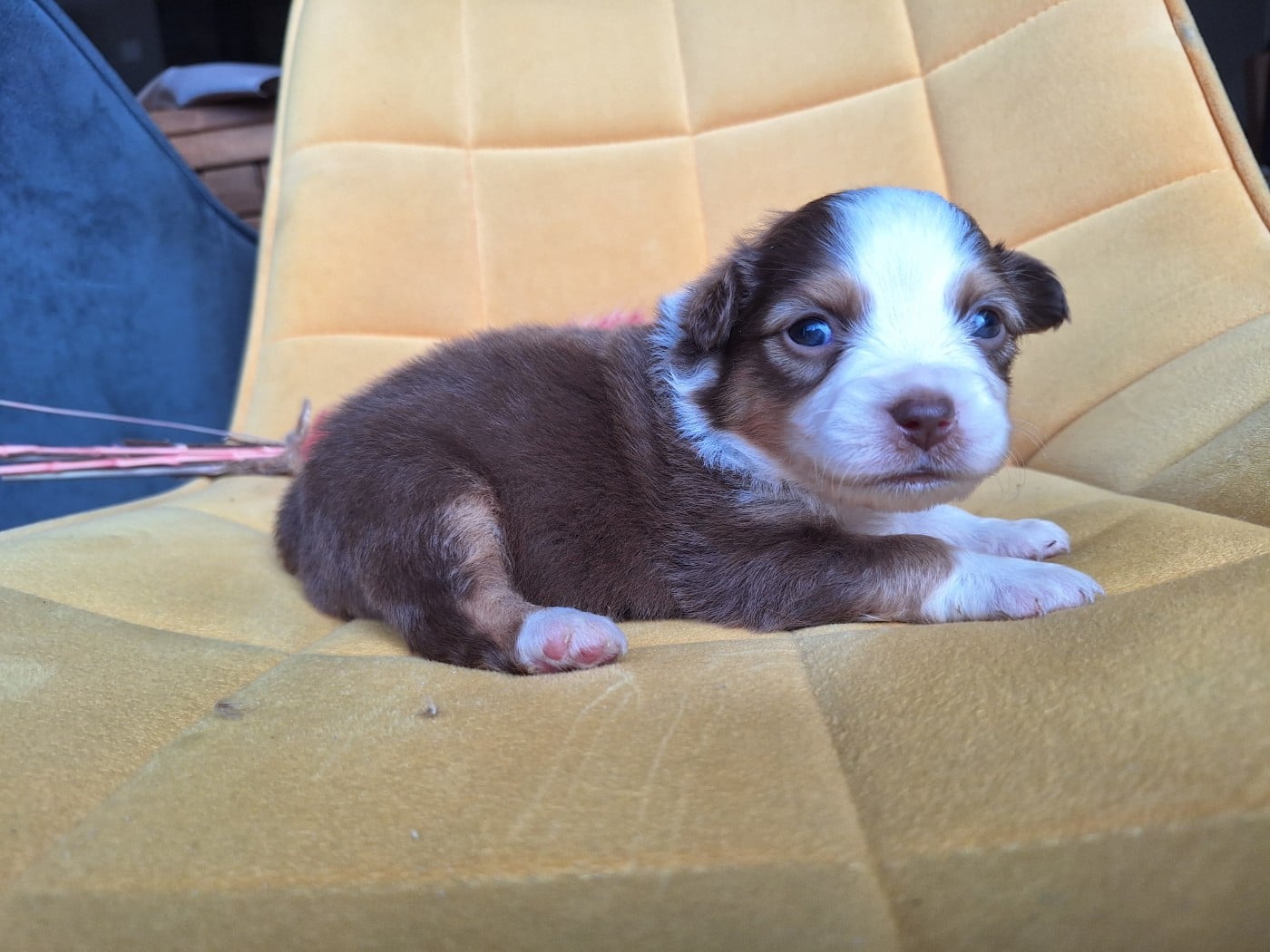 Black Béryl - Berger Américain Miniature 