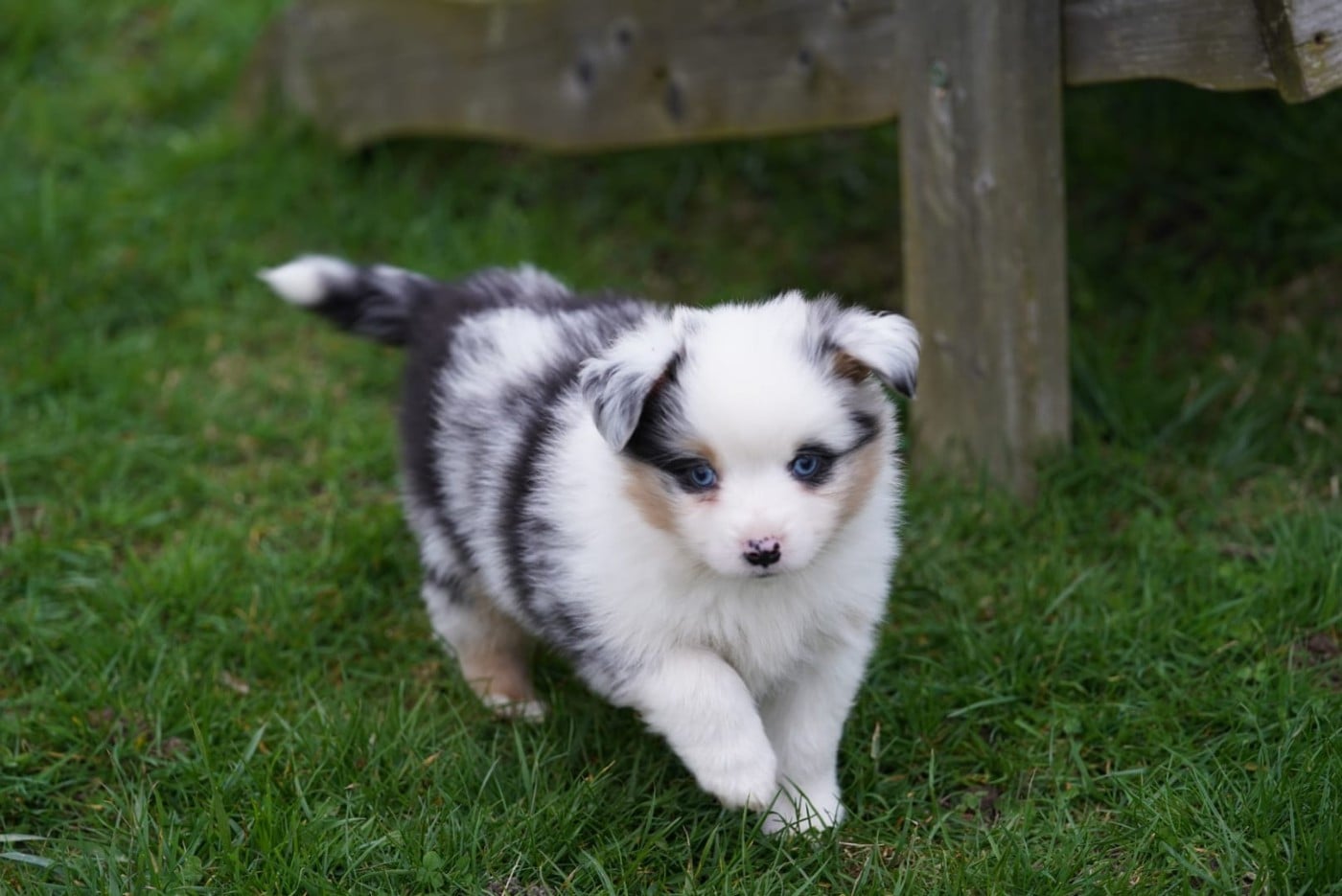 Berger Américain Miniature  - du Mont de Saana