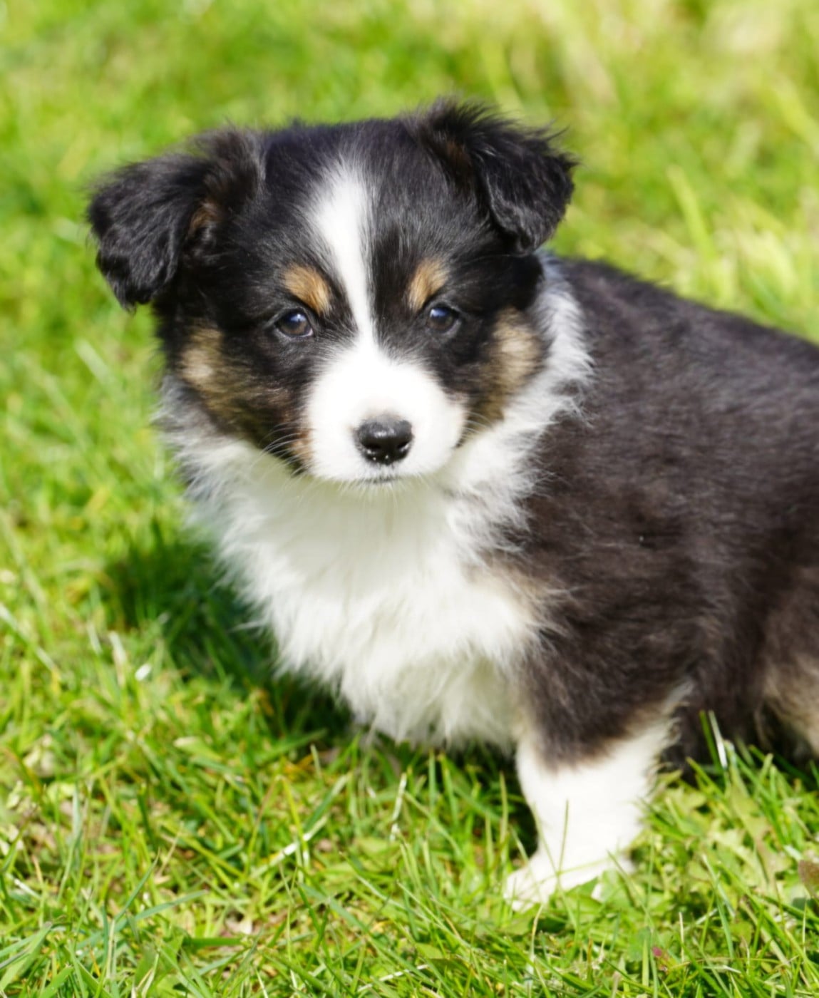 Berger Américain Miniature  - du Mont de Saana