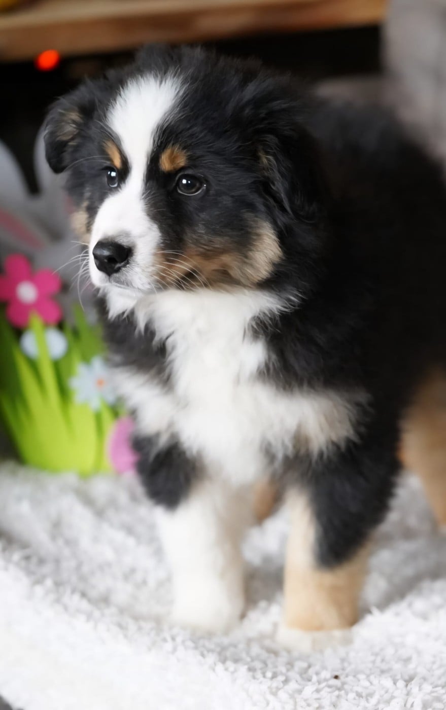 Berger Américain Miniature  - du Mont de Saana